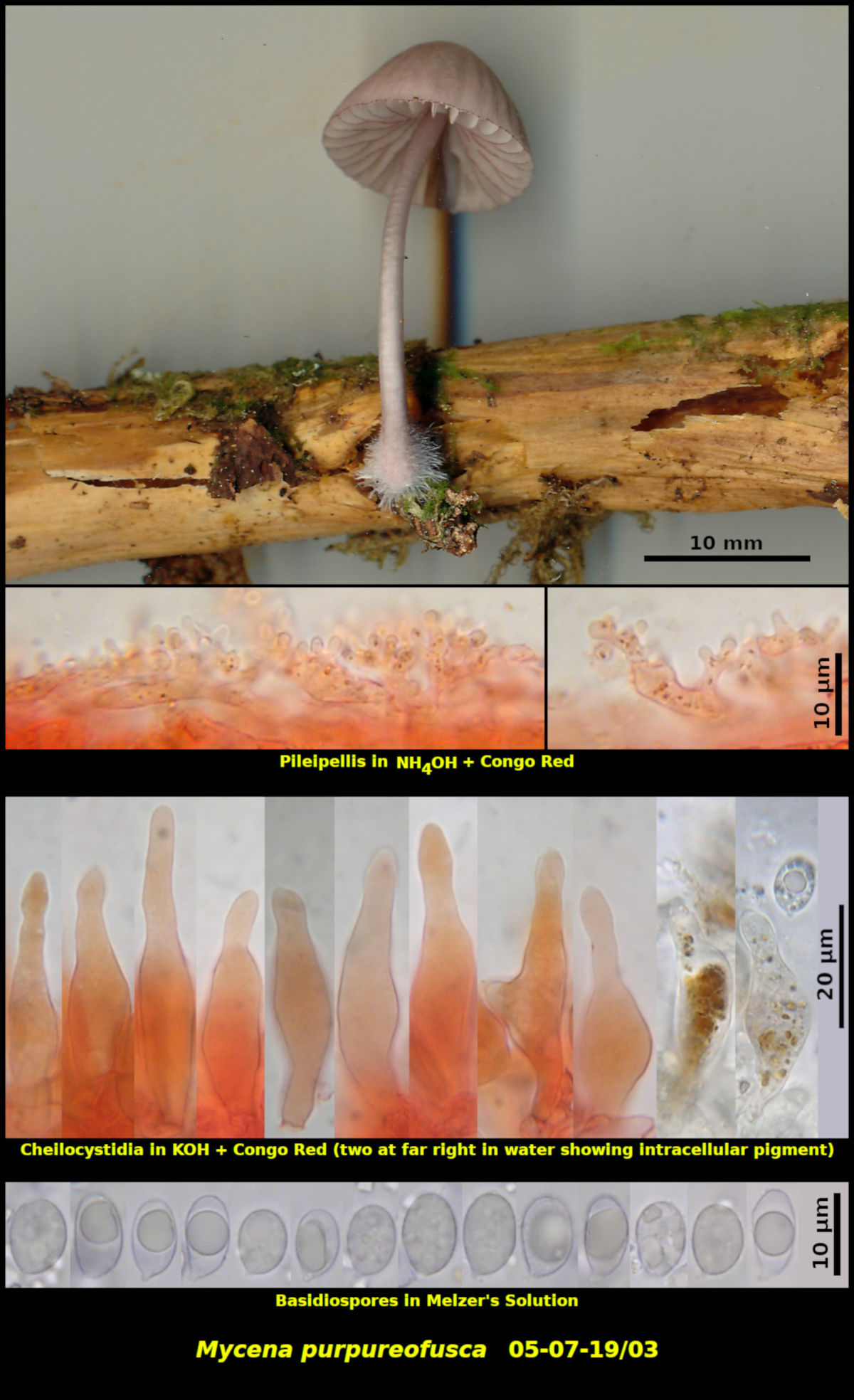 Picture of Mycena purpureofusca